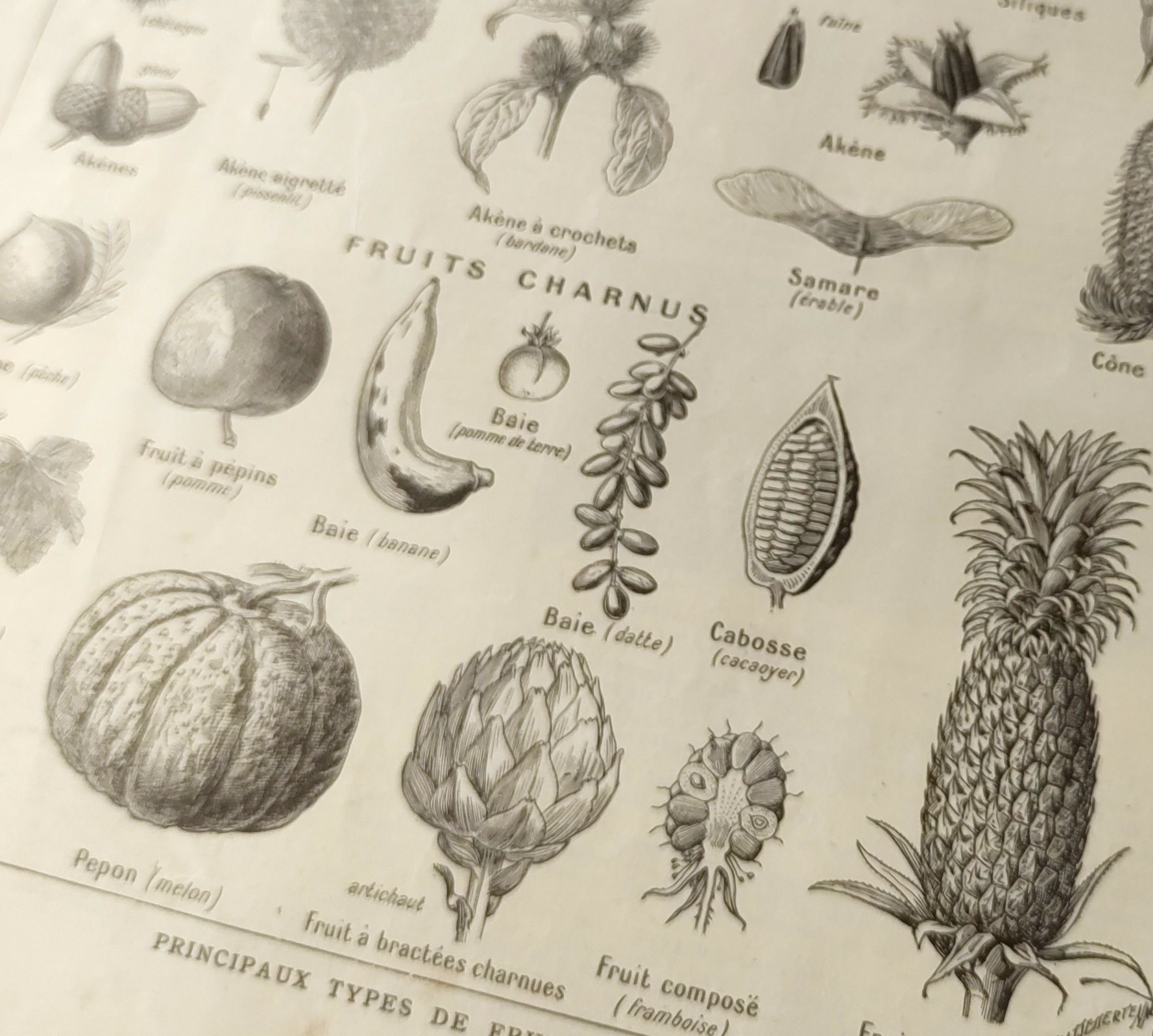 Gravure ancienne • Fruits, graines et légumes • Affiche originale de 1922