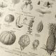 Gravure ancienne • Fruits, graines et légumes • Affiche originale de 1922
