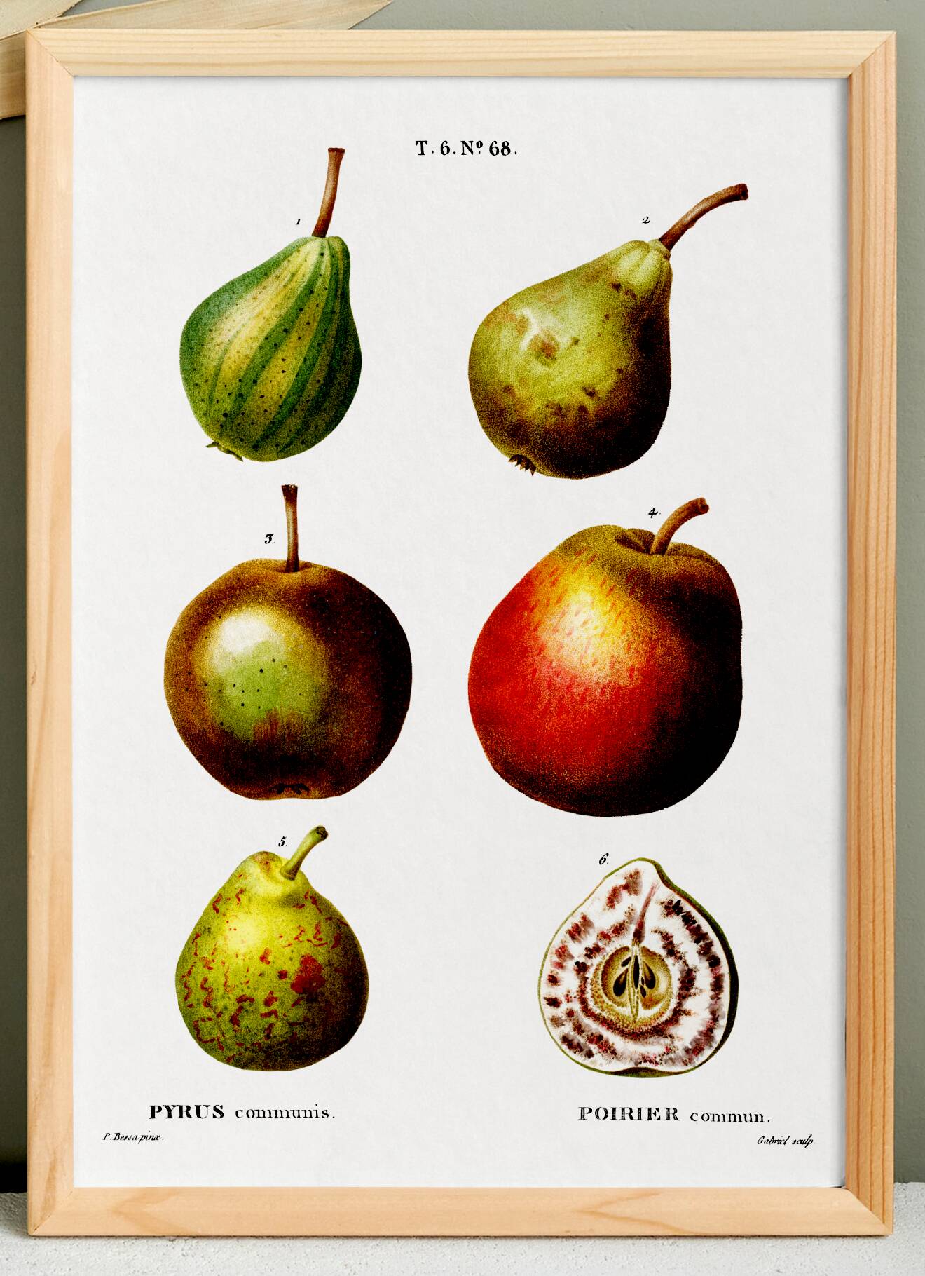 Botanical poster about the pear tree, after an old engraving from 1802