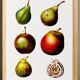 Botanical poster about the pear tree, after an old engraving from 1802