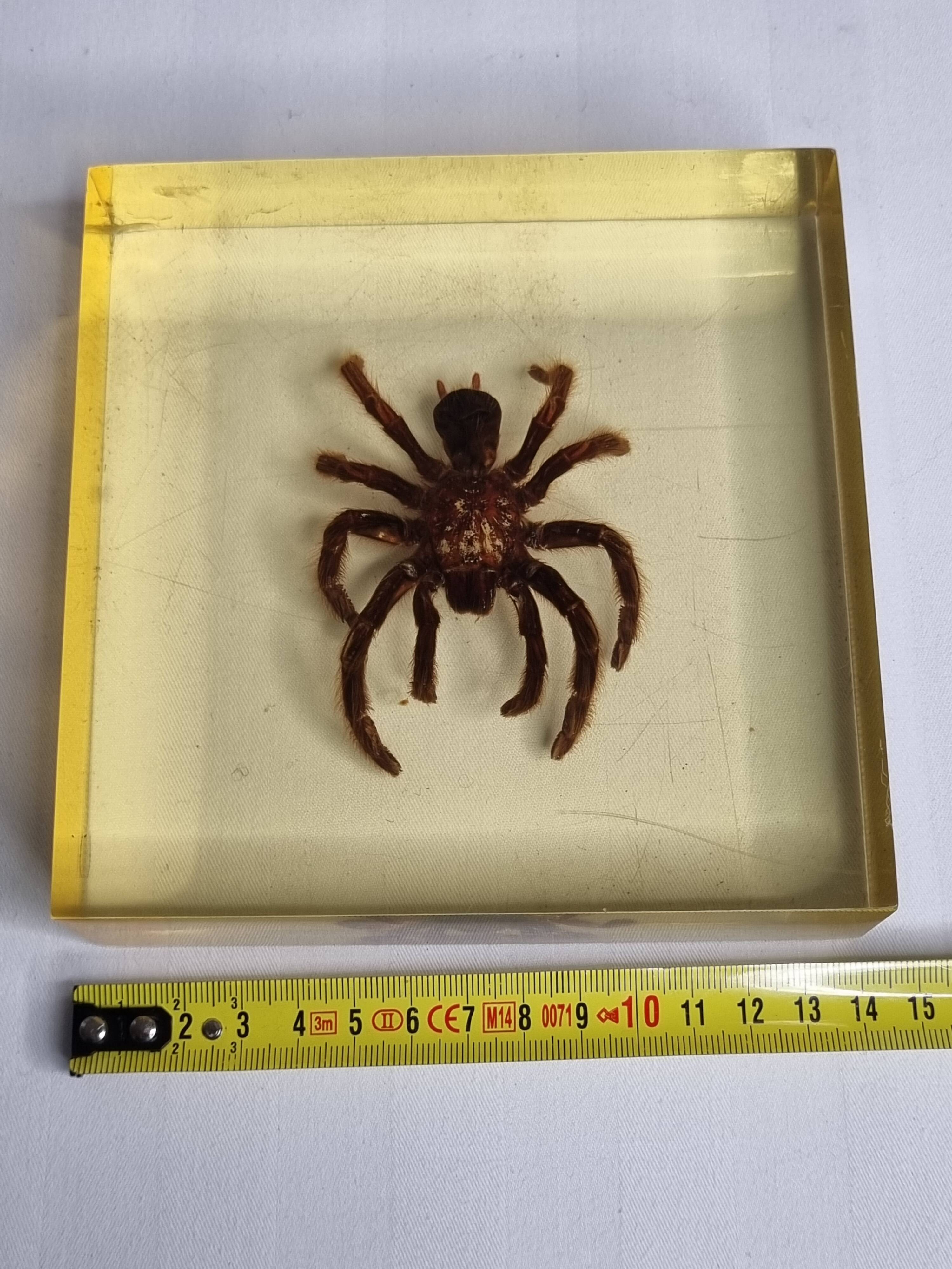 Inclusion of vintage naturalist, tarantula in taxidermy