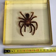 Inclusion of vintage naturalist, tarantula in taxidermy