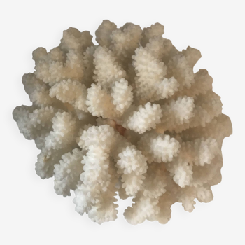 Bouquet de Corail blanc XL