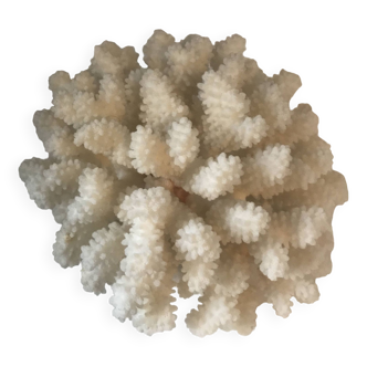 Bouquet de Corail blanc XL