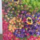 Garden of Thoughts, oil on canvas signed Regina Pecanha 2007