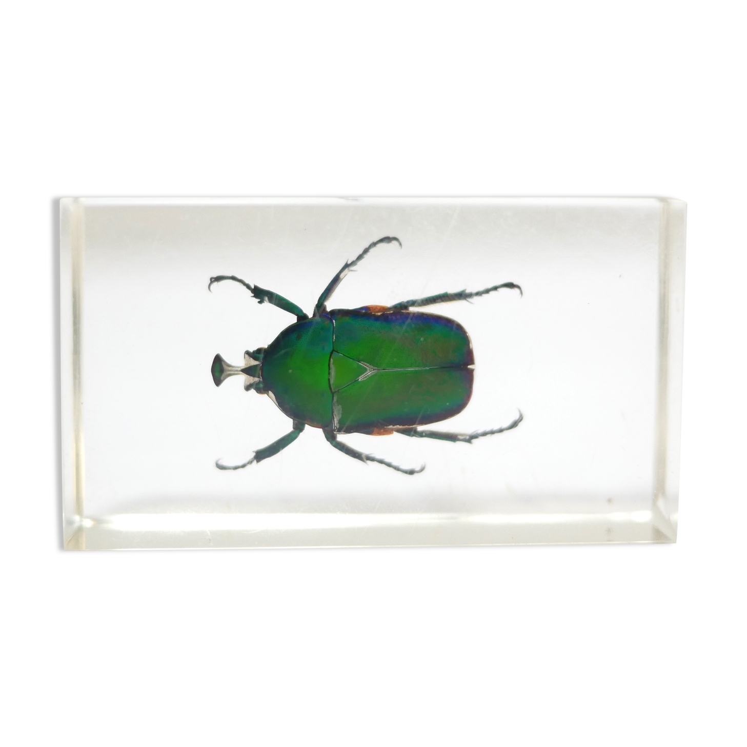 Vintage resin insect