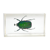 Vintage resin insect