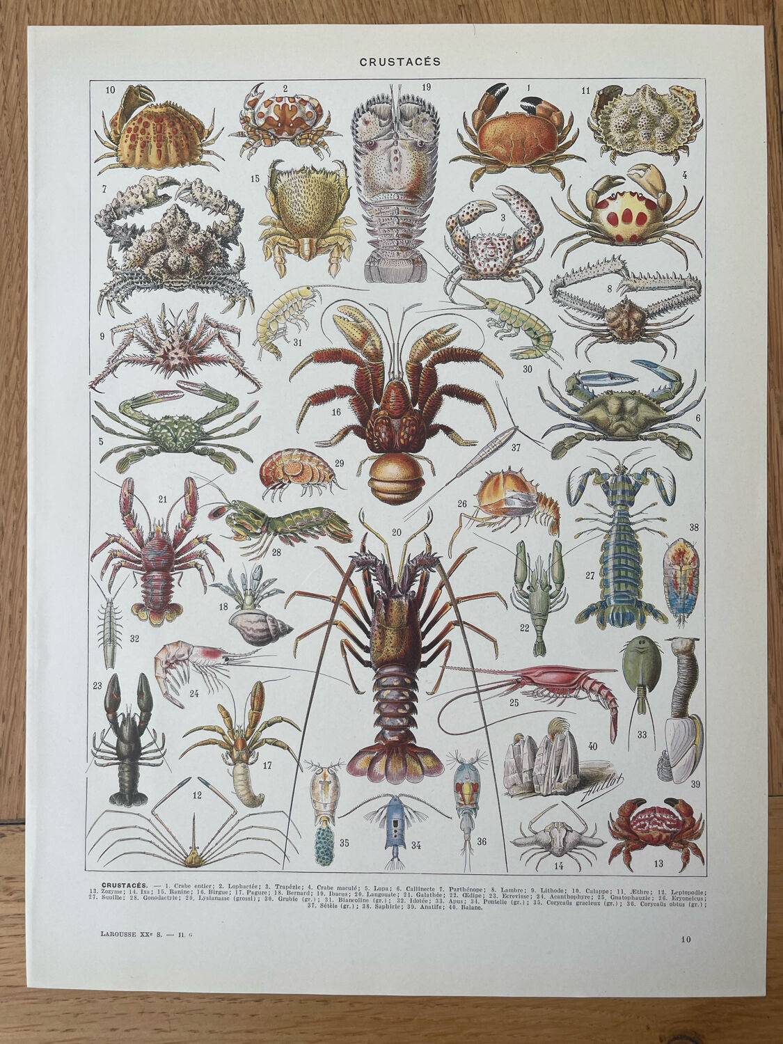 Set of 2 lithographs on the marine world