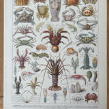 Set of 2 lithographs on the marine world
