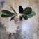 12-blade propeller suspension in rattan and fir green linen