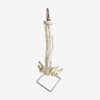 Anatomical model of medicine spine resin on vintage base - 86 cm