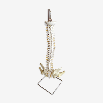 Modèle anatomique vintage de médecine, colonne vertébrale en résine sur socle