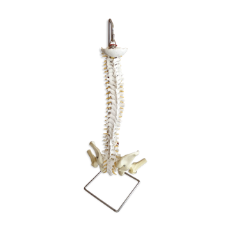 Modèle anatomique vintage de médecine, colonne vertébrale en résine sur socle