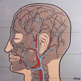 Anatomy poster XIXth
