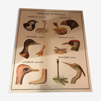 Affiche scolaire les oiseaux