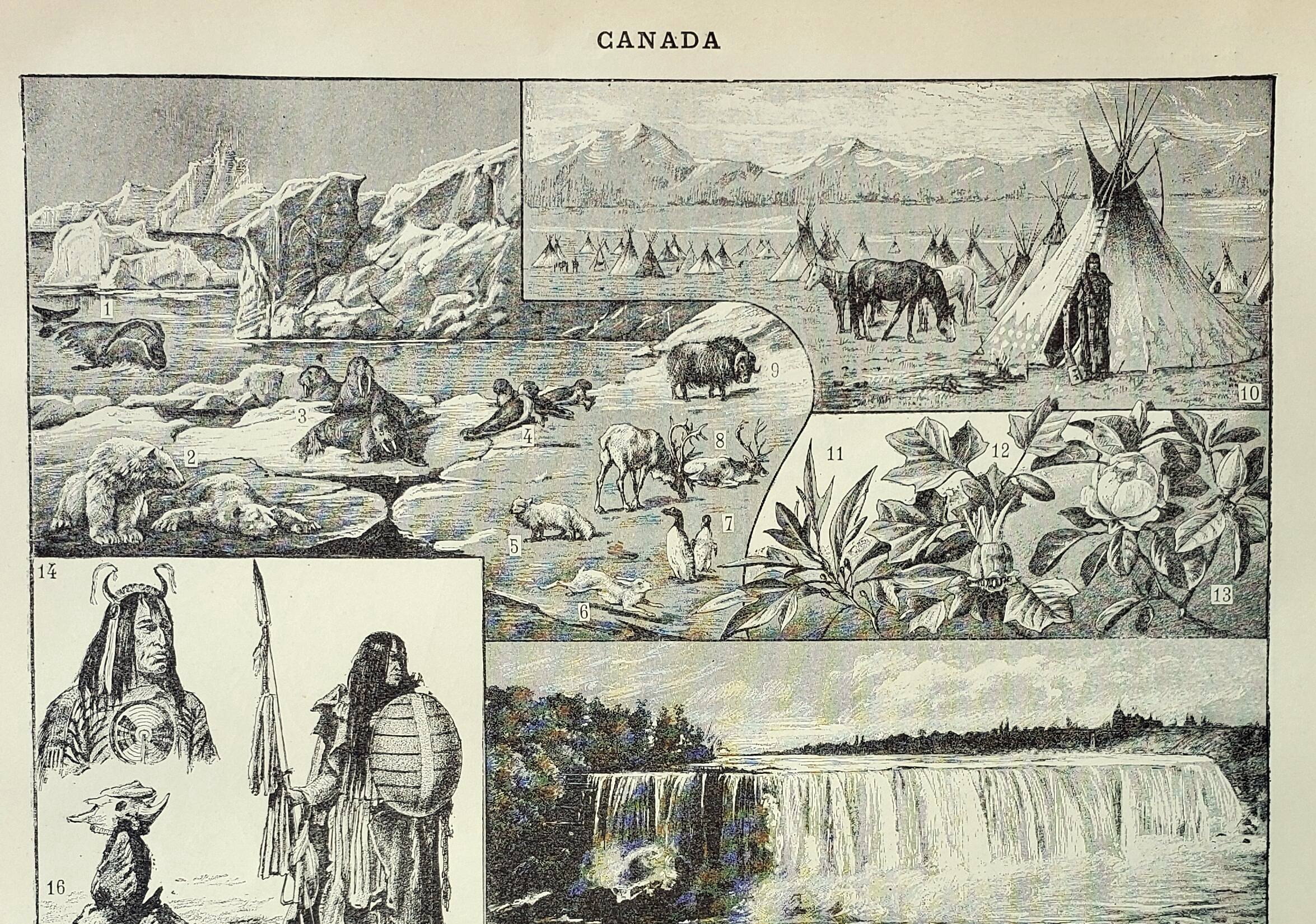 Old engraving 1898, Canada: fauna, flora, tribe • Original and vintage lithograph