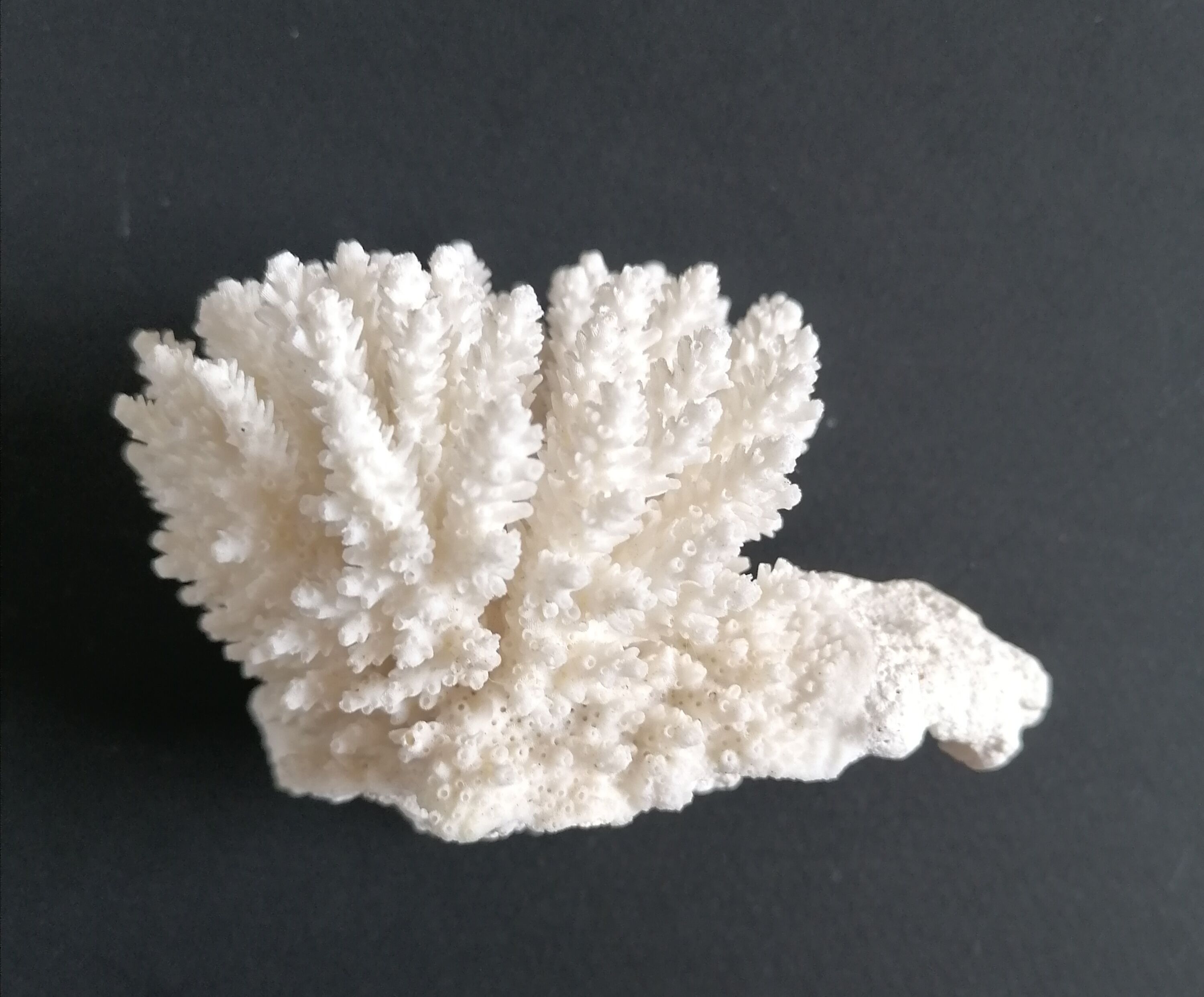 Authentic coral 9x7 cm