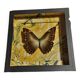 Histoire naturelle entomologie cadre papillon morpho telemachus mâle