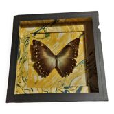 Natural history entomology frame butterfly morpho telemachus male
