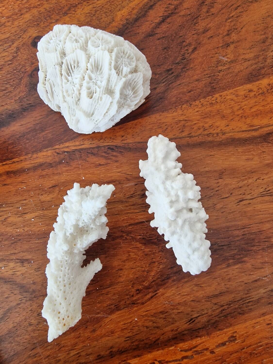 Lot of 5 corals