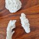 Lot of 5 corals