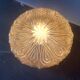 Crystal Glass Sconces Set of 2 /Wall lights by Staff Germany 1970’s