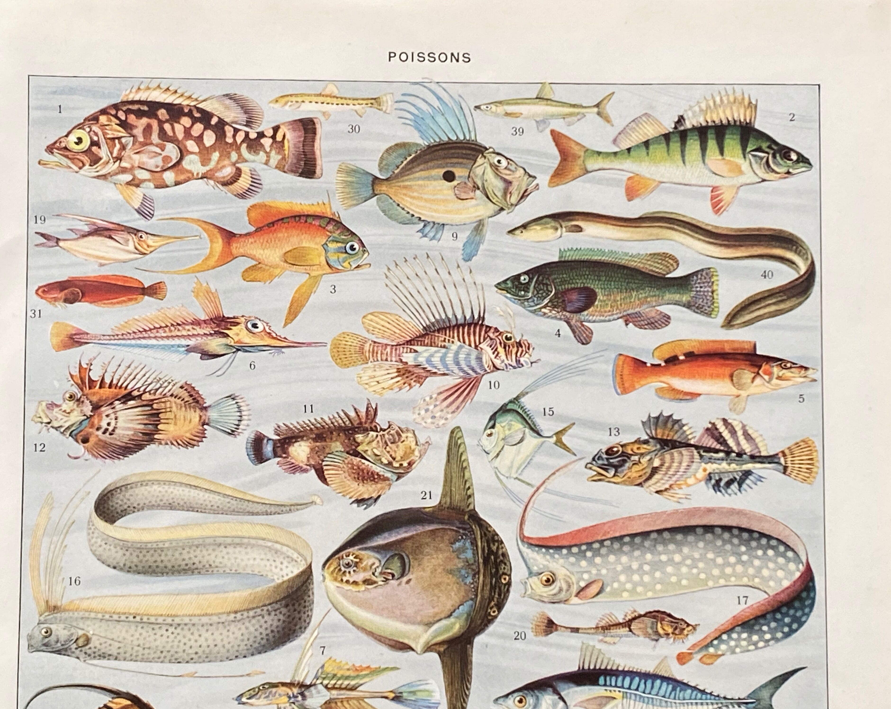 Old illustration Millot "Fish"