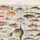Old illustration Millot "Fish"