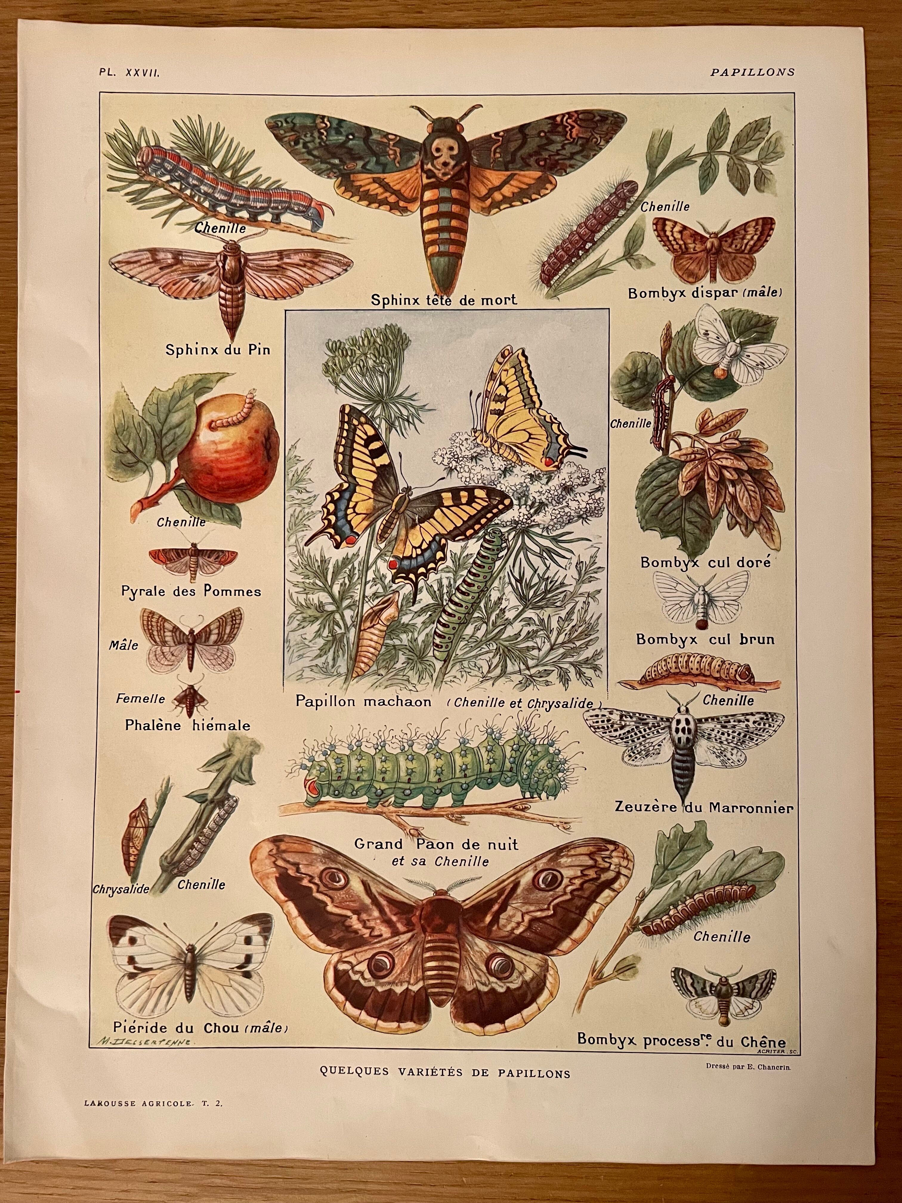 Lithographie sur les papillons de 1921