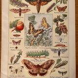 Lithograph on butterflies from 1921