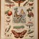 Lithographie sur les papillons de 1921