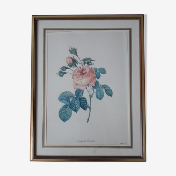 Affiche de rose by Langlois