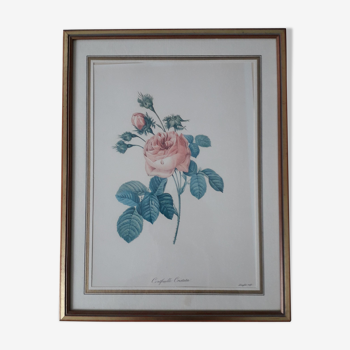 Rose drawing by Langlois