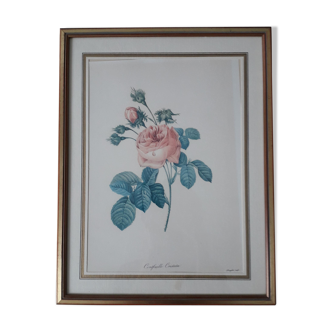 Rose drawing by Langlois