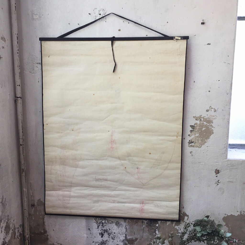 Displays the cuttlefish by Dr Auzoux