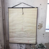 Displays the cuttlefish by Dr Auzoux