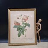 Botanical lithograph Rosebush with drooping buds PJ Redouté