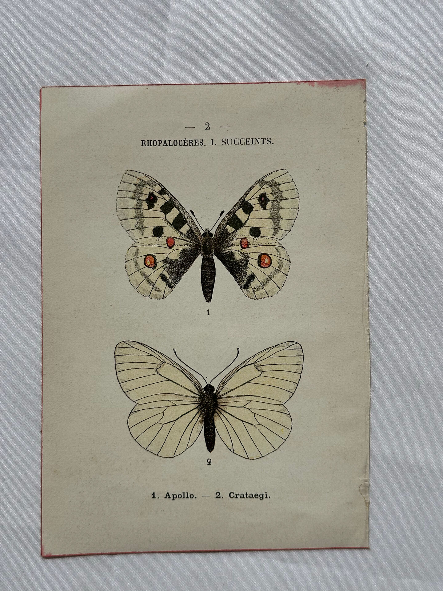 Gravure naturaliste  Papillon 19eme affiche botanique originale 1800