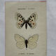 Gravure naturaliste  Papillon 19eme affiche botanique originale 1800