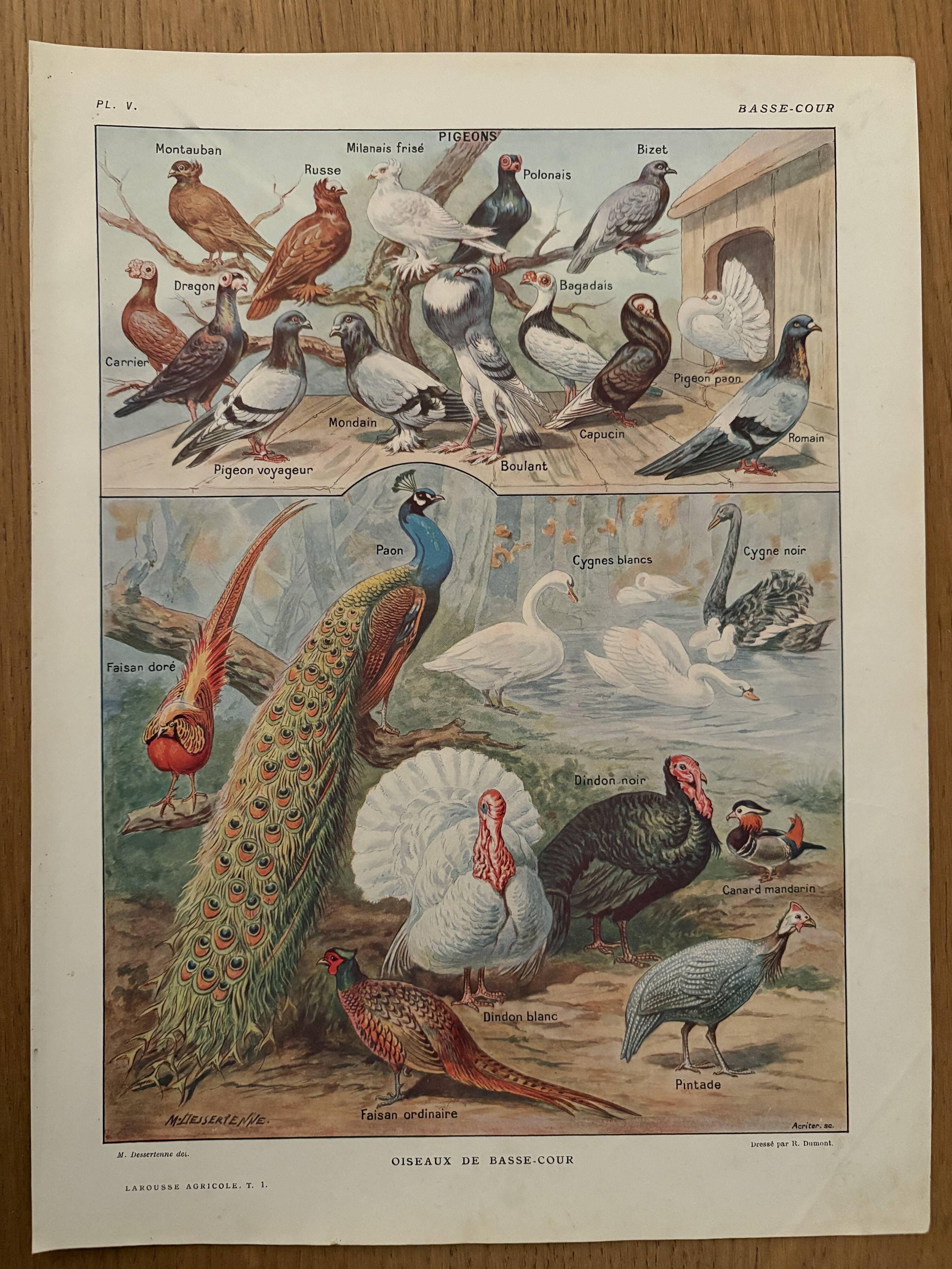 Vintage illustrated plate of farmyard birds - 1920