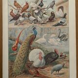 Vintage illustrated plate of farmyard birds - 1920