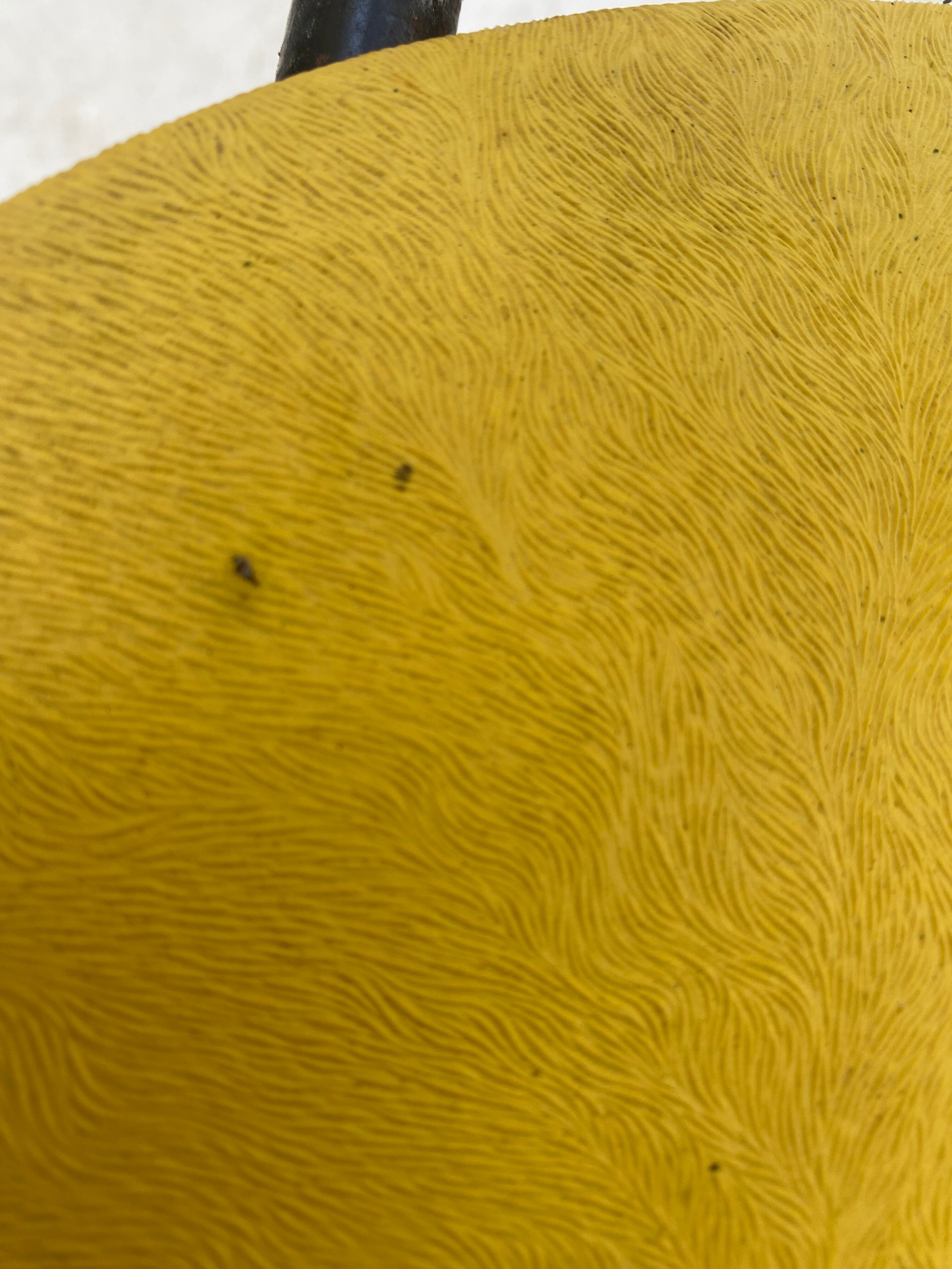 Pair of chairs skaï 1950/60