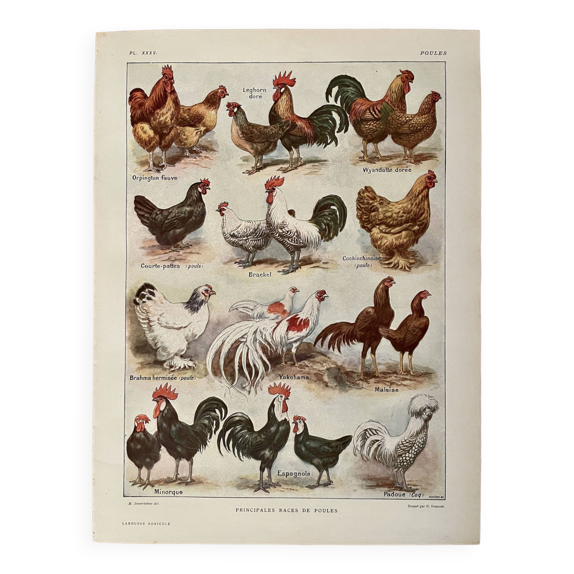 Lithograph on chickens (XXXV) - 1920