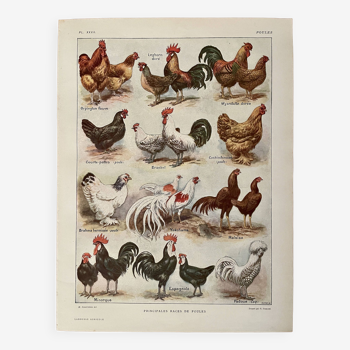 Lithograph on chickens (XXXV) - 1920