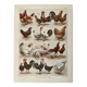Lithographie sur les poules (XXXV) - 1920