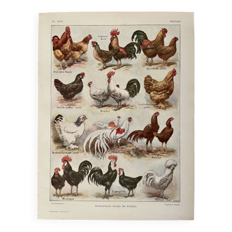 Lithograph on chickens (XXXV) - 1920