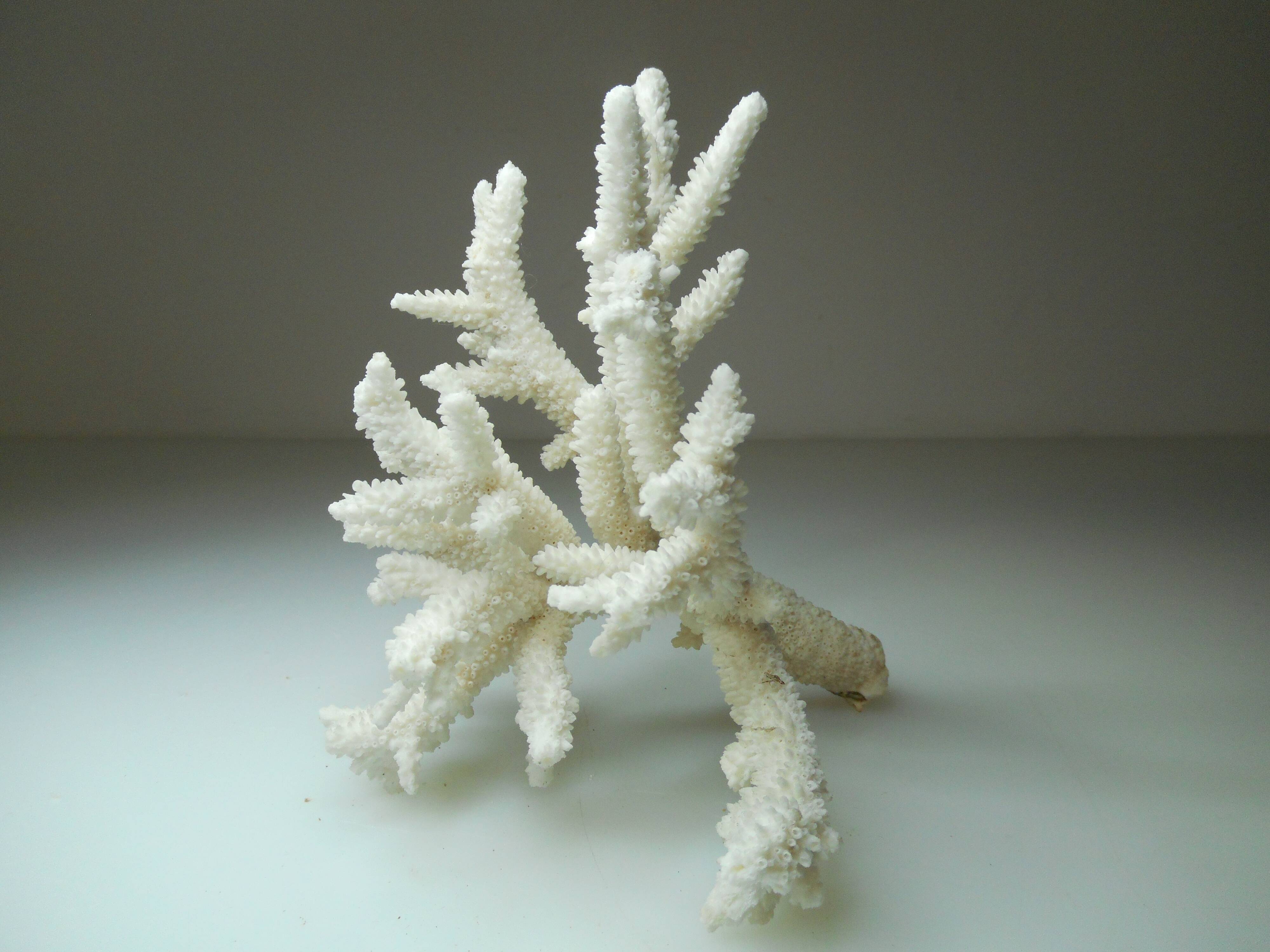 Ancient natural white coral branch