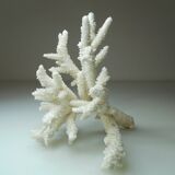 Ancient natural white coral branch
