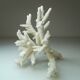 Ancient natural white coral branch