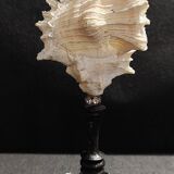 Cabinet of Curiosities, chicoreus ramosus shell on base